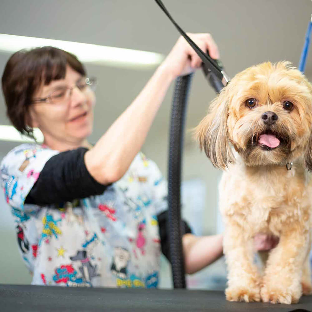 dog grooming cleveland