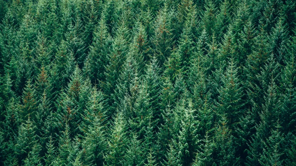 What Does Evergreen Mean In Marketing?